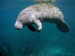 Floating Manatee.Olympus C-5050,Ikelite Housing,WA Lens. by Ray Eccleston 